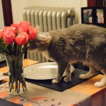 Cat Eating Flowers