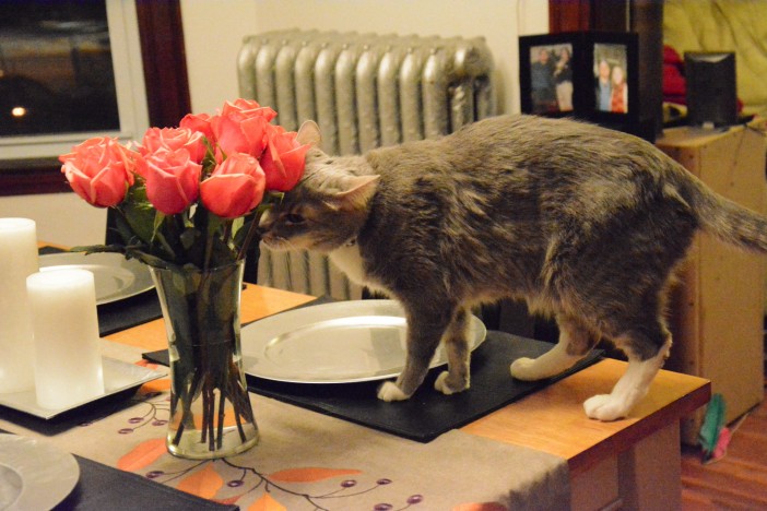 Cat Eating Flowers